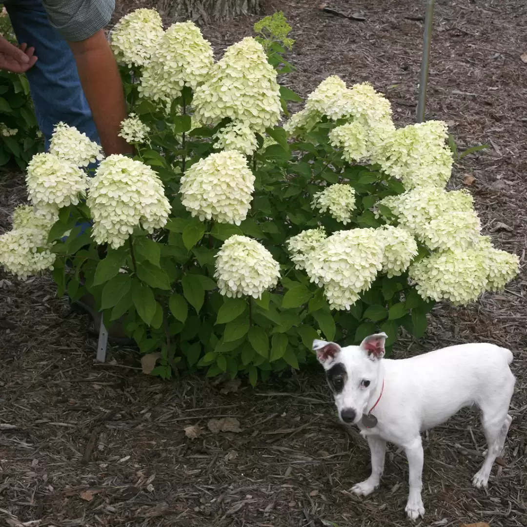 Little Lime hydrangea in bloom with a Jack Russell terrier dog next to it for scale